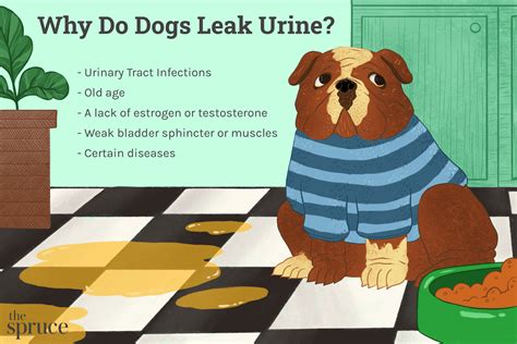 why does my dog leak urine when lying down|Why Did My Dog Pee While Lying Down – [Vet Explains Pets]